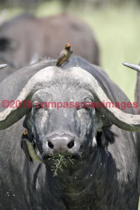 Buffalo, African 9-Metal
